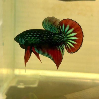Wild Imbellis Plakat - Male Betta A59