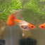 Wild Koi Short Glass Belly
