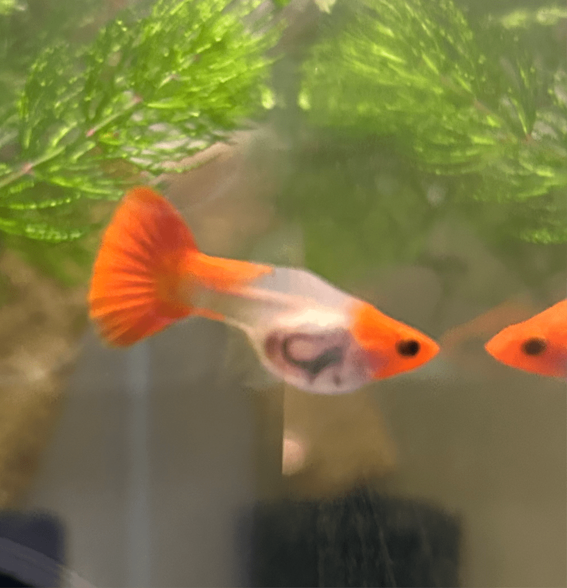 Guppy Fish Wild Koi Short Glass Belly