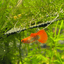Wild Koi Short Glass Belly