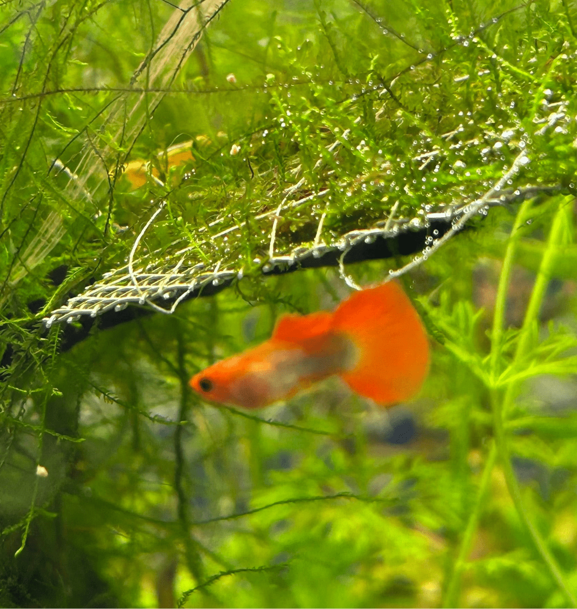 Guppy Fish Wild Koi Short Glass Belly