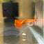 Wild Koi Short Glass Belly