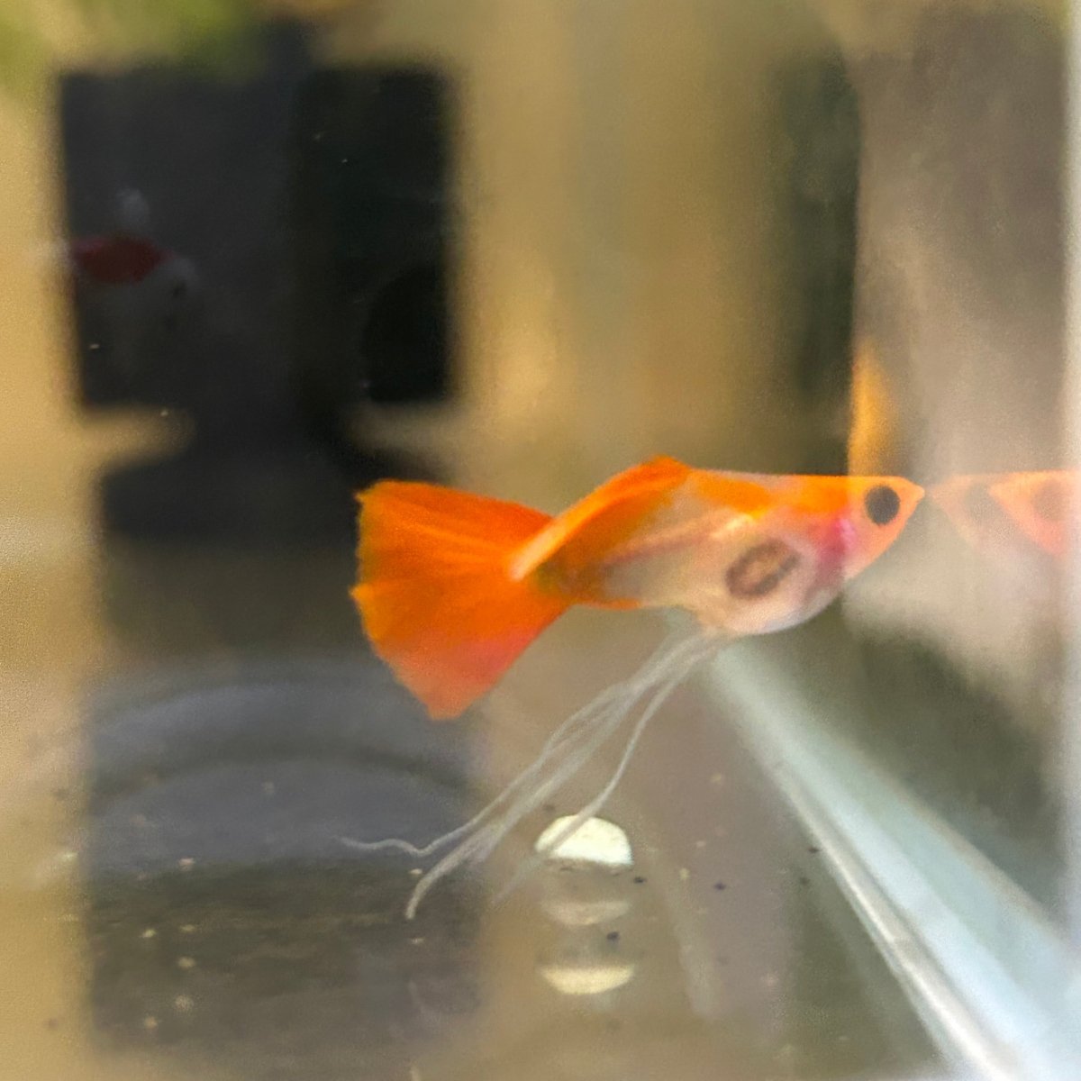 Guppy Fish Wild Koi Short Glass Belly