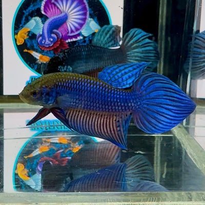 Wild Mahachai Blue J37 Plakat - Male Betta