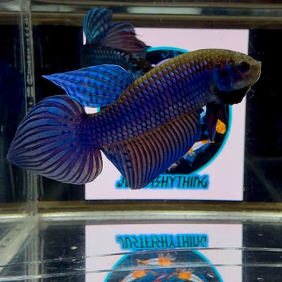 Wild Mahachai Blue J37 Plakat - Male Betta