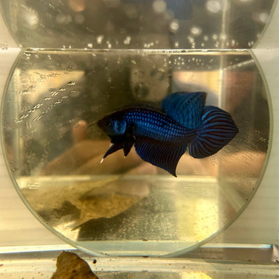 Wild Mahachai Blue J38 Plakat - Male Betta
