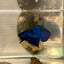 Wild Mahachai Blue J38 Plakat - Male Betta