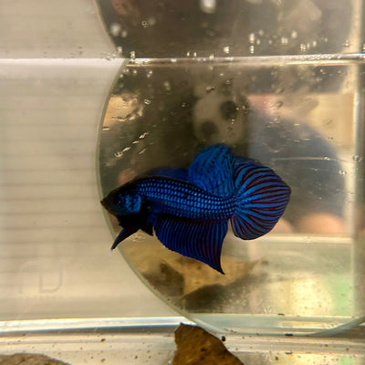 Wild Mahachai Blue J38 Plakat - Male Betta