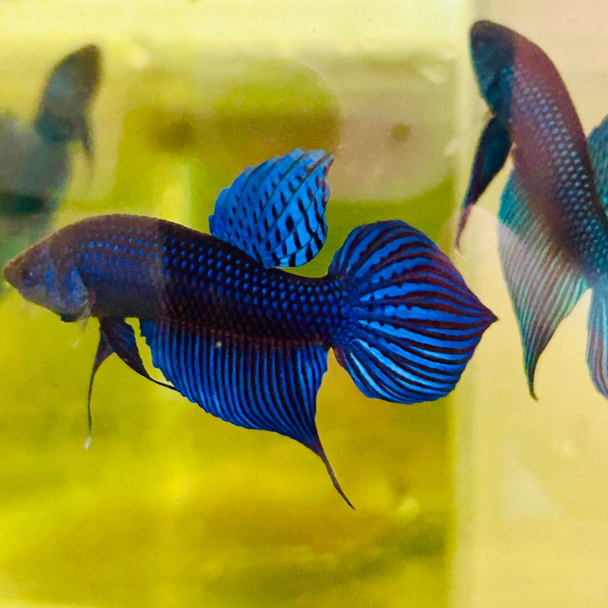 Wild Mahachai Blue Male Betta Fish #172