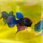 Wild Mahachai Blue Male Betta Fish 014 Male betta
