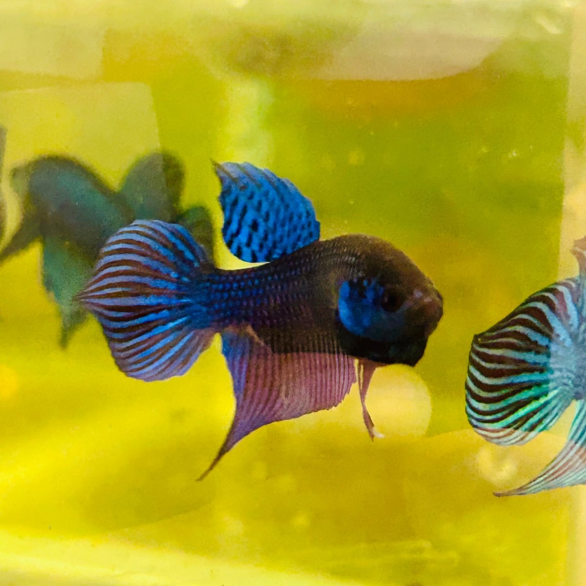 Wild Mahachai Blue Male Betta Fish #172