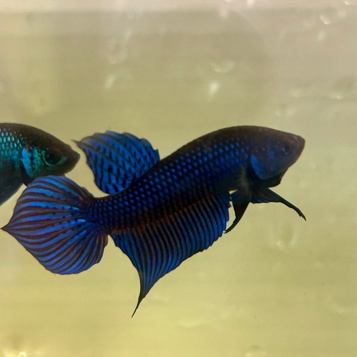 Wild Mahachai Blue Male Betta Fish #172