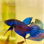 Wild Mahachai Blue Male Betta Fish 014 Male betta