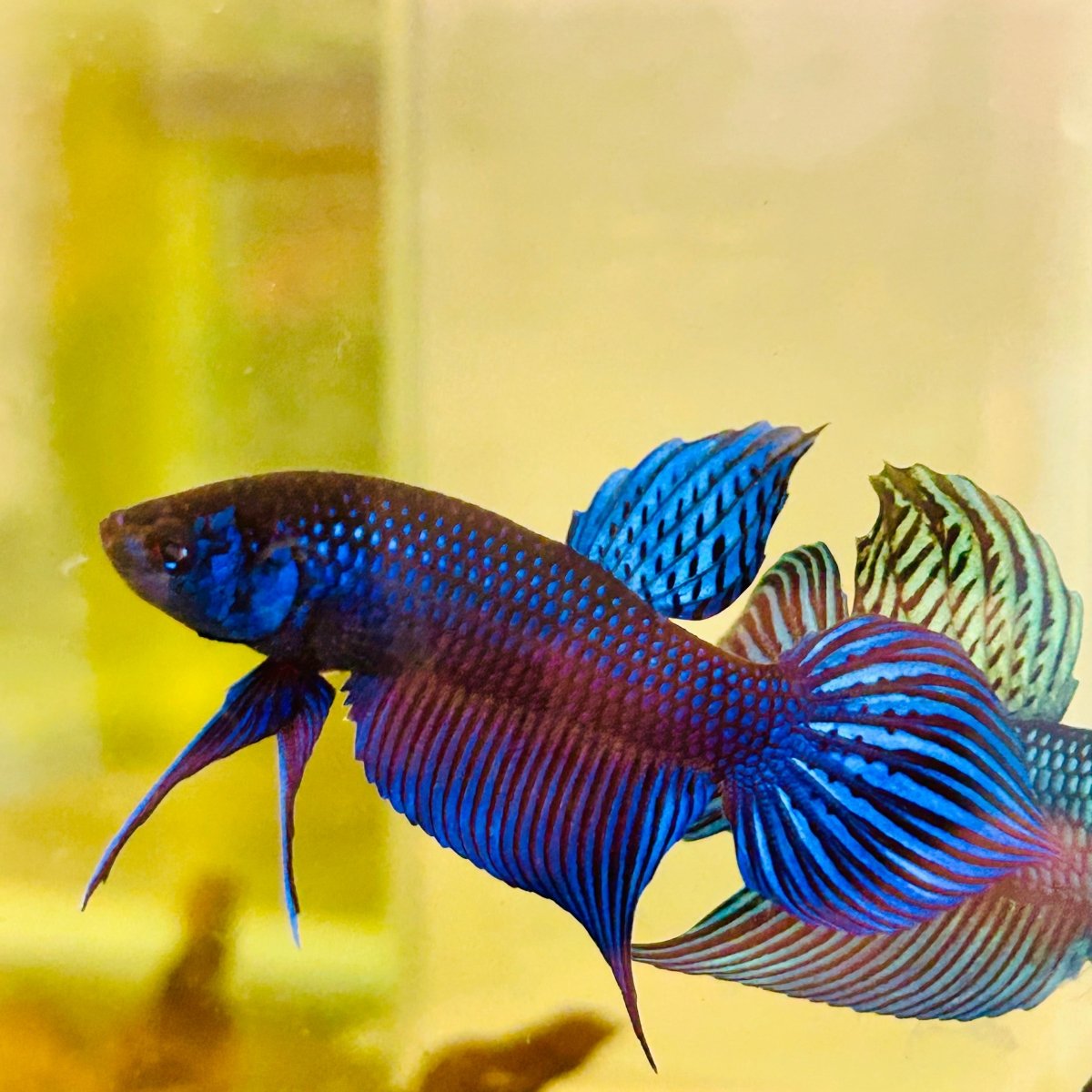 Wild Mahachai Blue Male Betta Fish #172