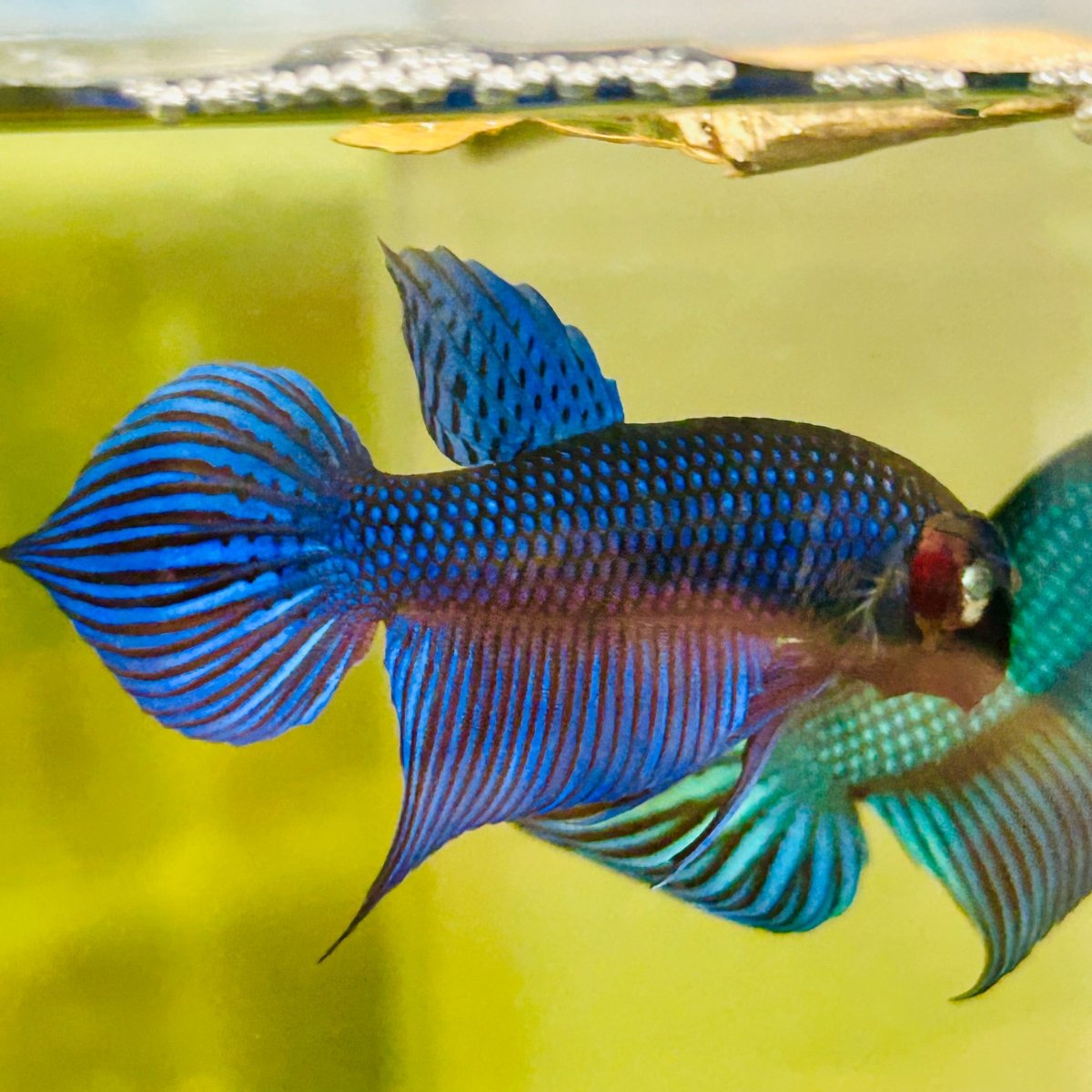 Wild Mahachai Blue Male Betta Fish #172