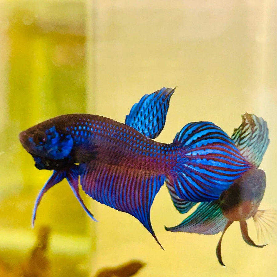 Wild Mahachai Blue Male Betta Fish 014 Male betta