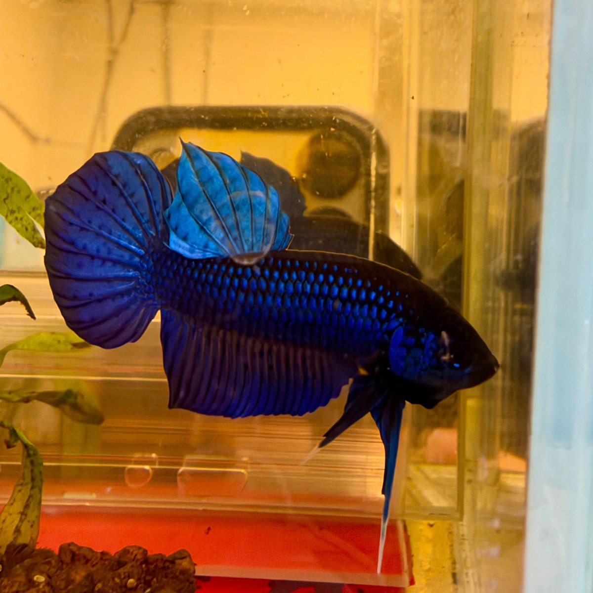 Wild Mahachai Blue Male - Spade Tail || Betta Fish #Se09