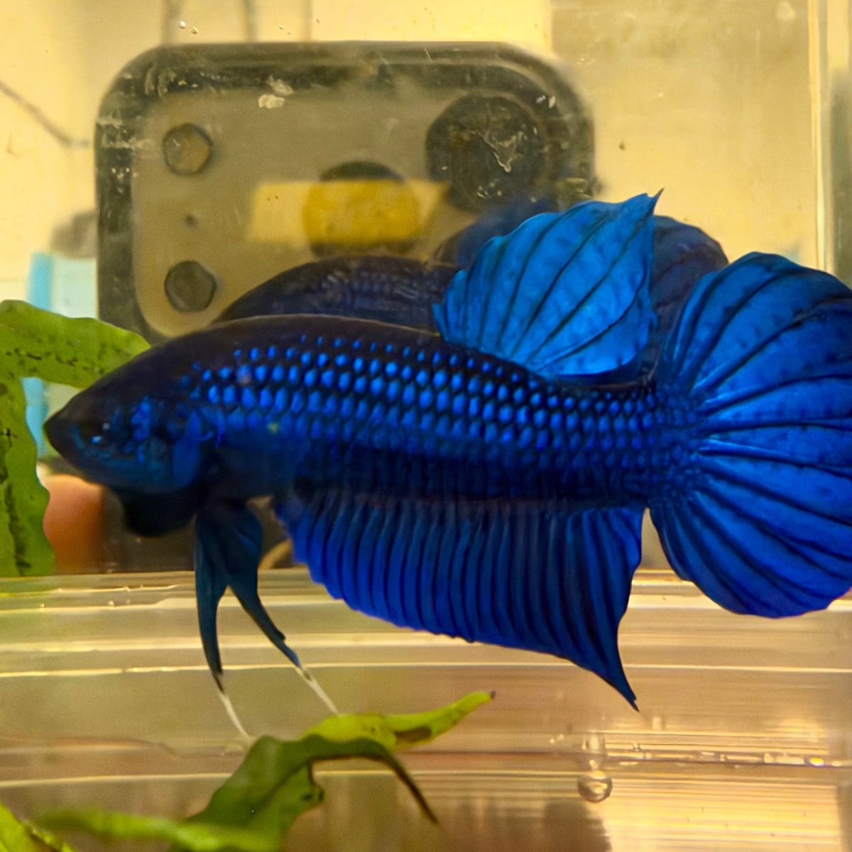 Wild Mahachai Blue Male - Spade Tail || Betta Fish #Se09