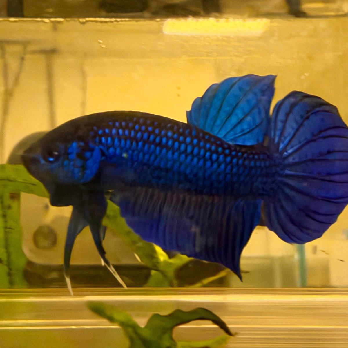 Wild Mahachai Blue Male - Spade Tail || Betta Fish #Se09
