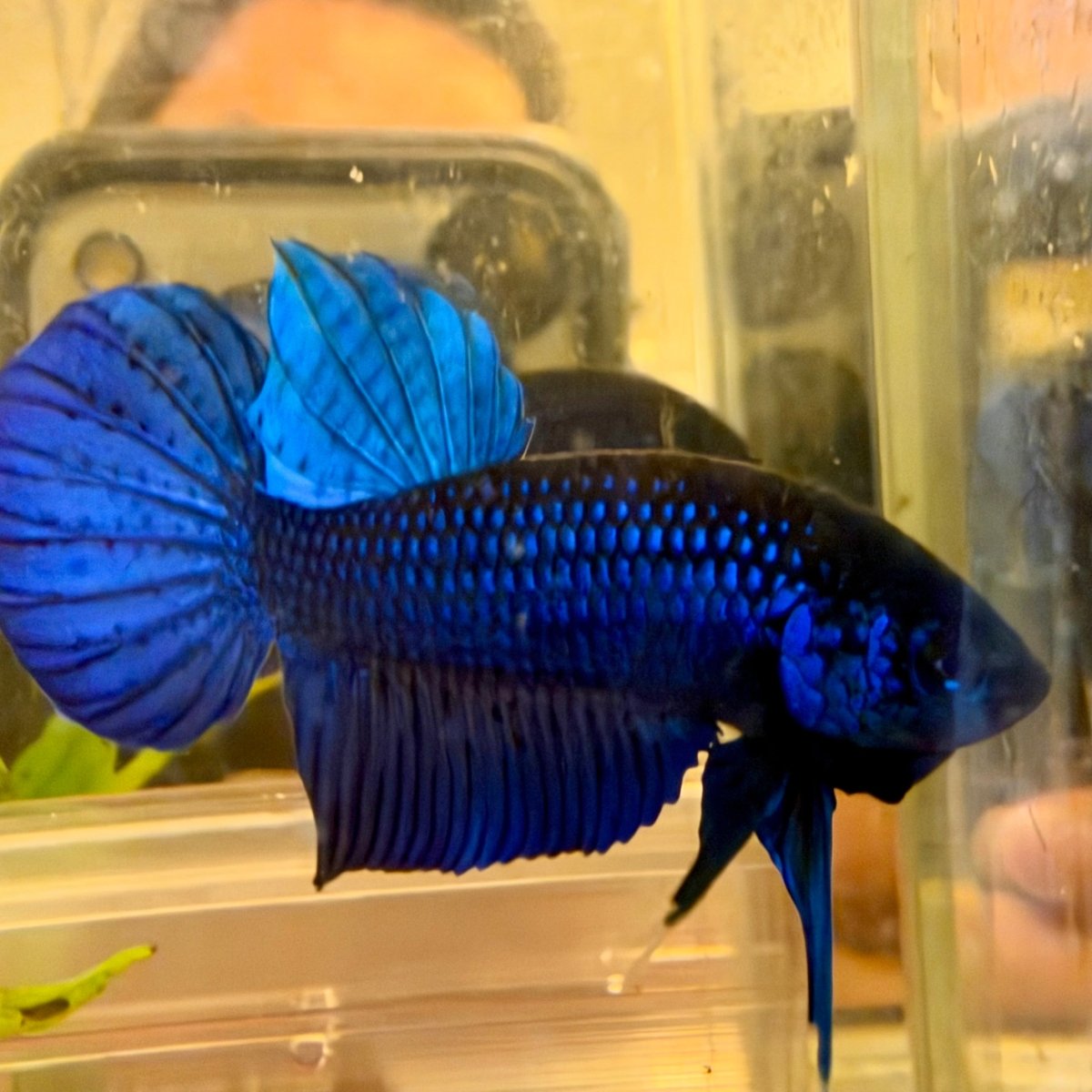 Wild Mahachai Blue Male - Spade Tail || Betta Fish #Se09
