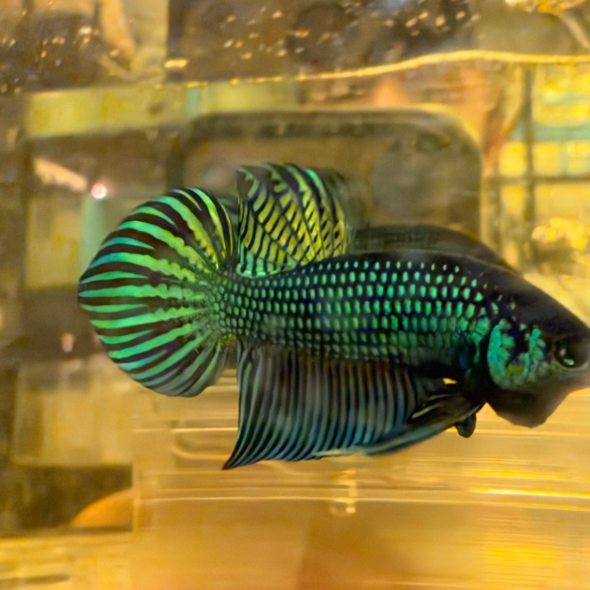 Wild Mahachai Green - Male Betta #039