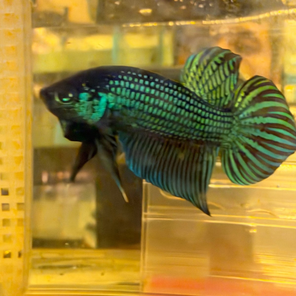Wild Mahachai Green - Male Betta #039