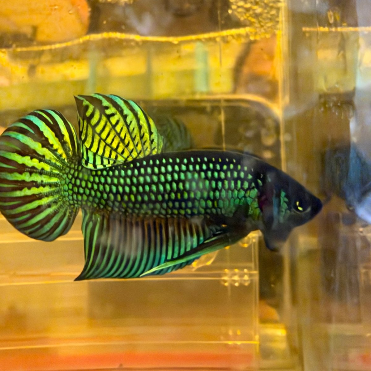 Wild Mahachai Green - Male Betta #039