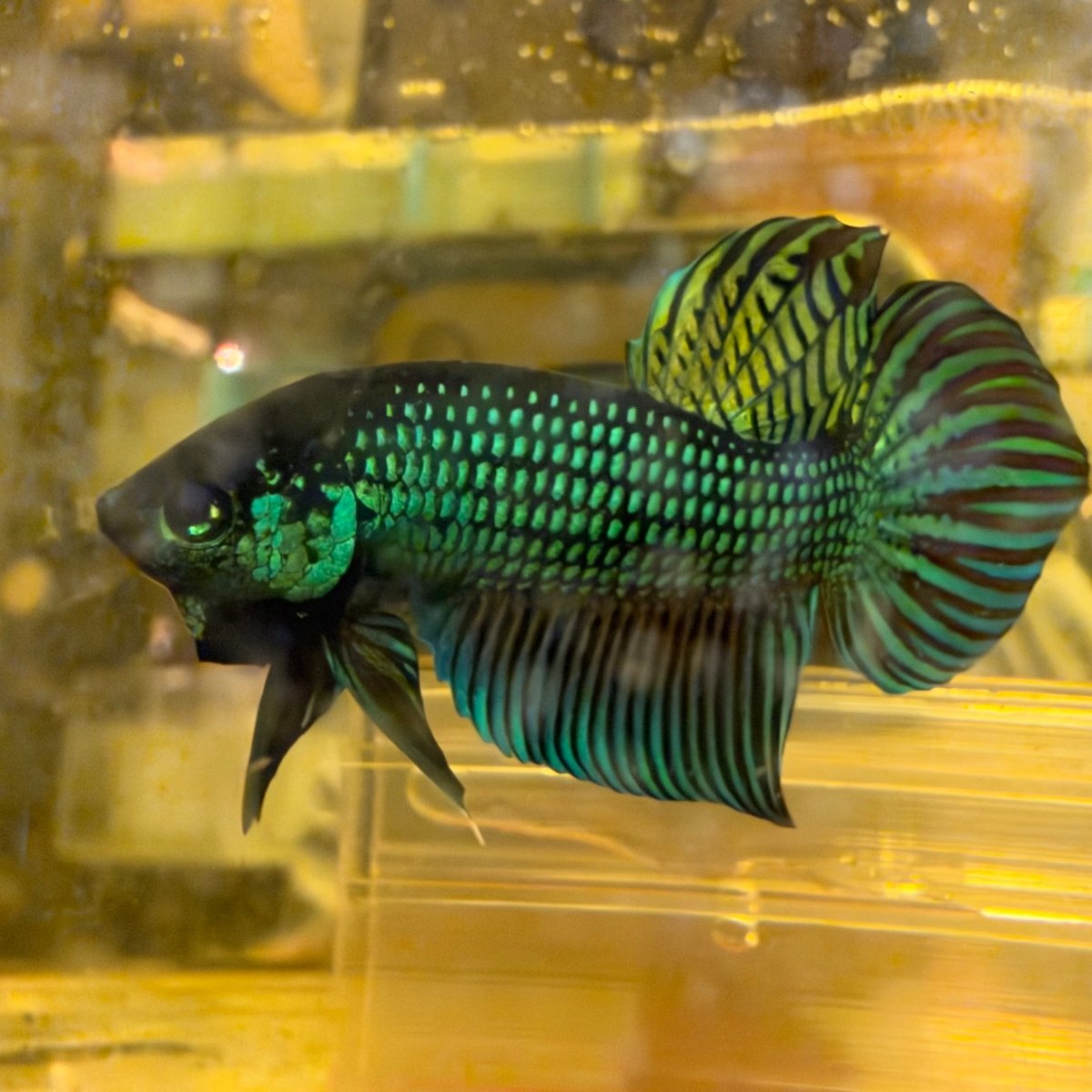 Wild Mahachai Green - Male Betta #039