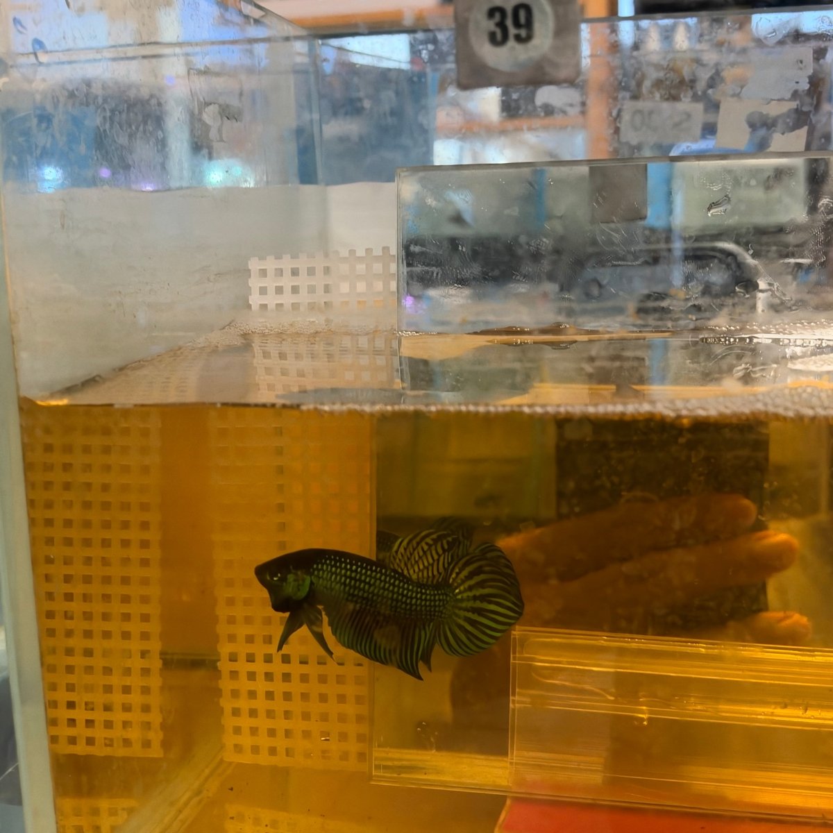 Wild Mahachai Green - Male Betta #039