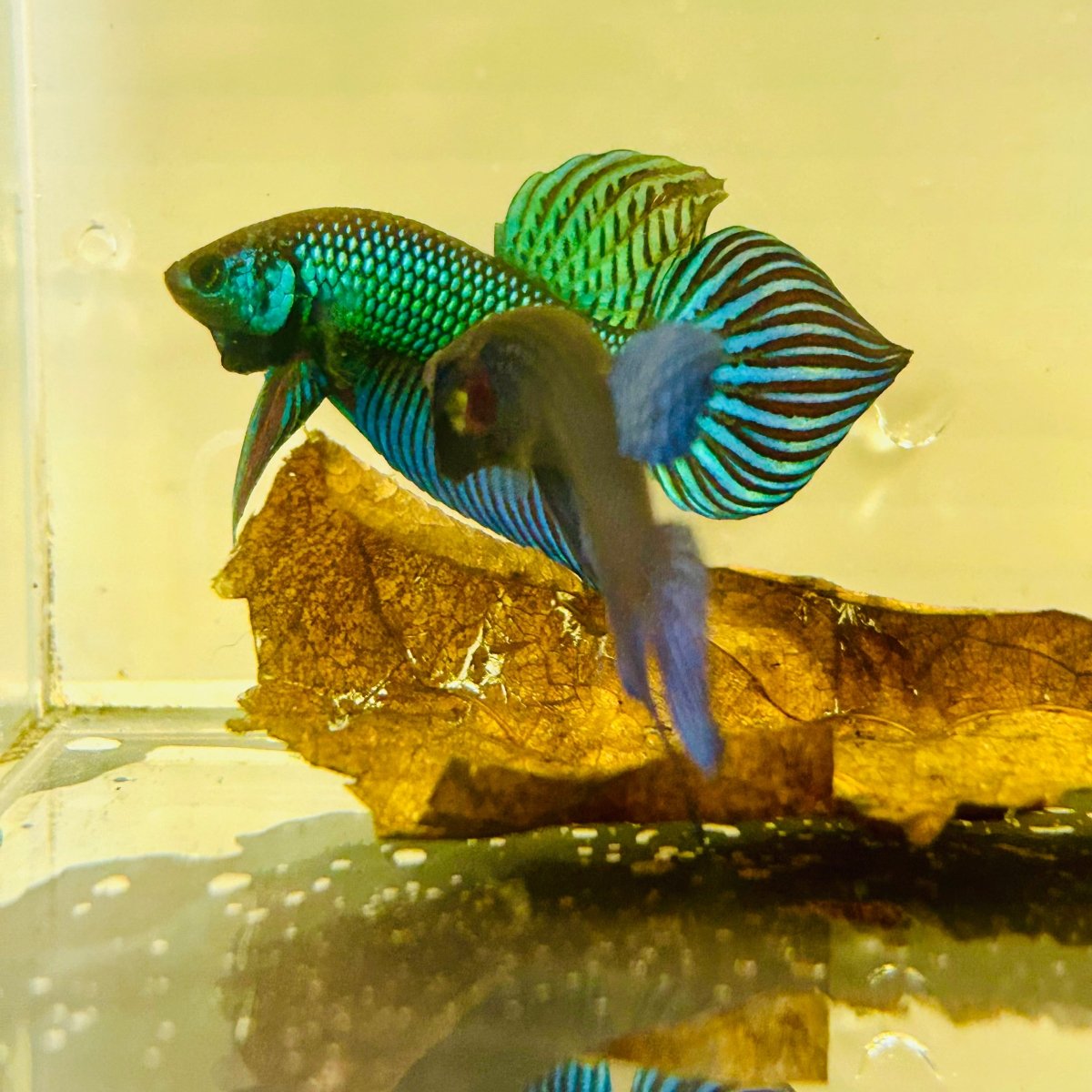 Wild Mahachai Green Male Betta Fish #037
