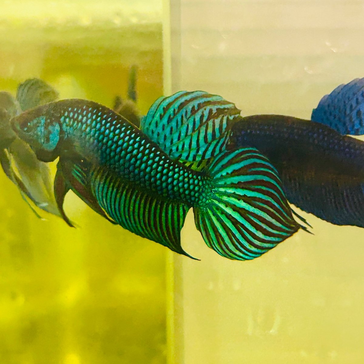 Wild Mahachai Green Male Betta Fish #037