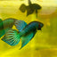 Wild Mahachai Green Male Betta Fish 054 Male betta