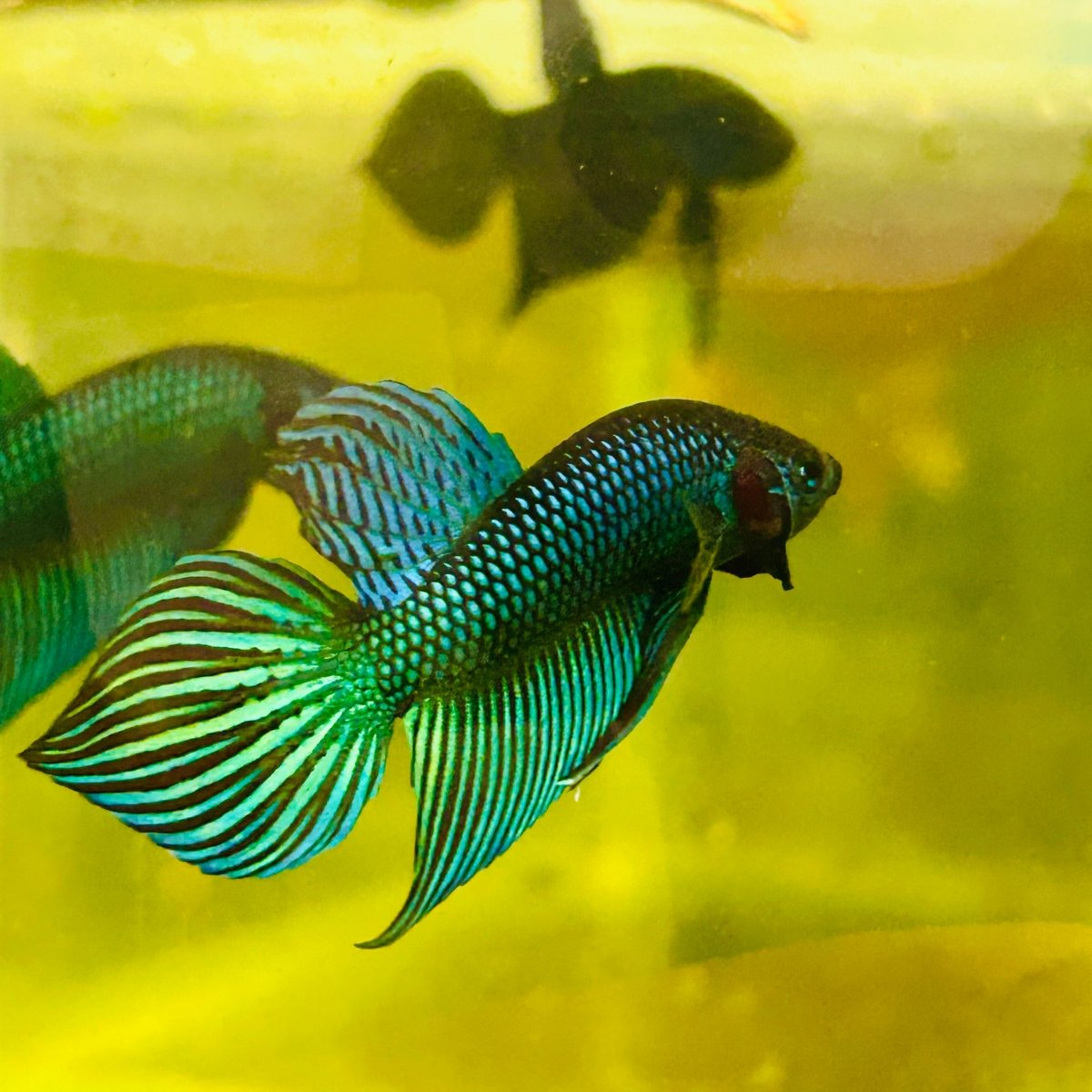 Wild Mahachai Green Male Betta Fish #037
