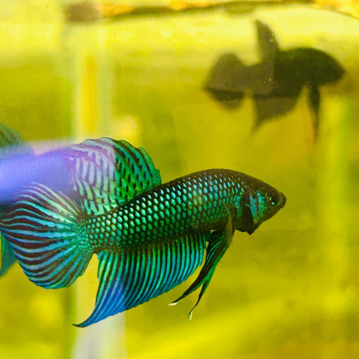 Wild Mahachai Green Male Betta Fish #037