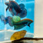 Wild Mahachai Green Male Betta Fish 079 Male betta