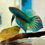 Wild Mahachai Green Male Betta Fish 079 Male betta