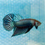 Wild Mahachai Grey Male Betta 047 Male betta