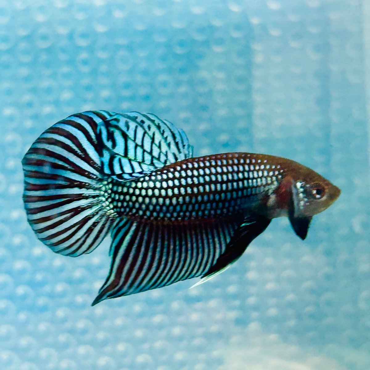 Wild Mahachai Grey Male Betta 047 Male betta