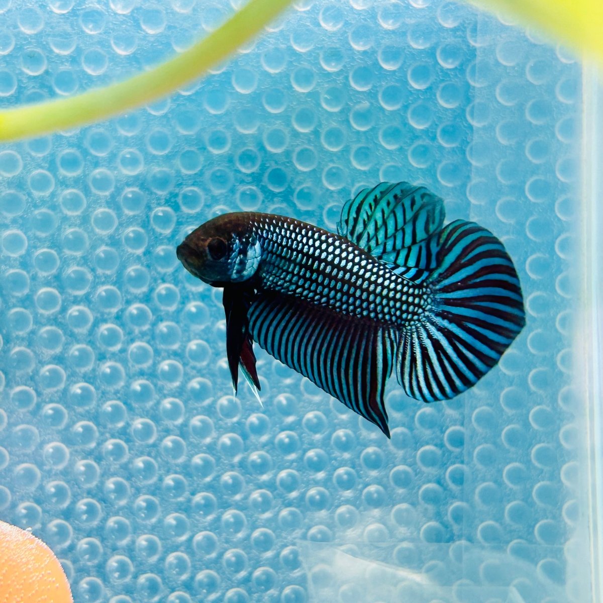 Wild Mahachai Grey Male Betta 047 Male betta