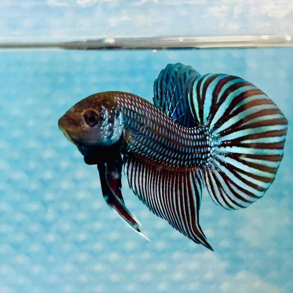 Wild Mahachai Grey Male Betta 047 Male betta