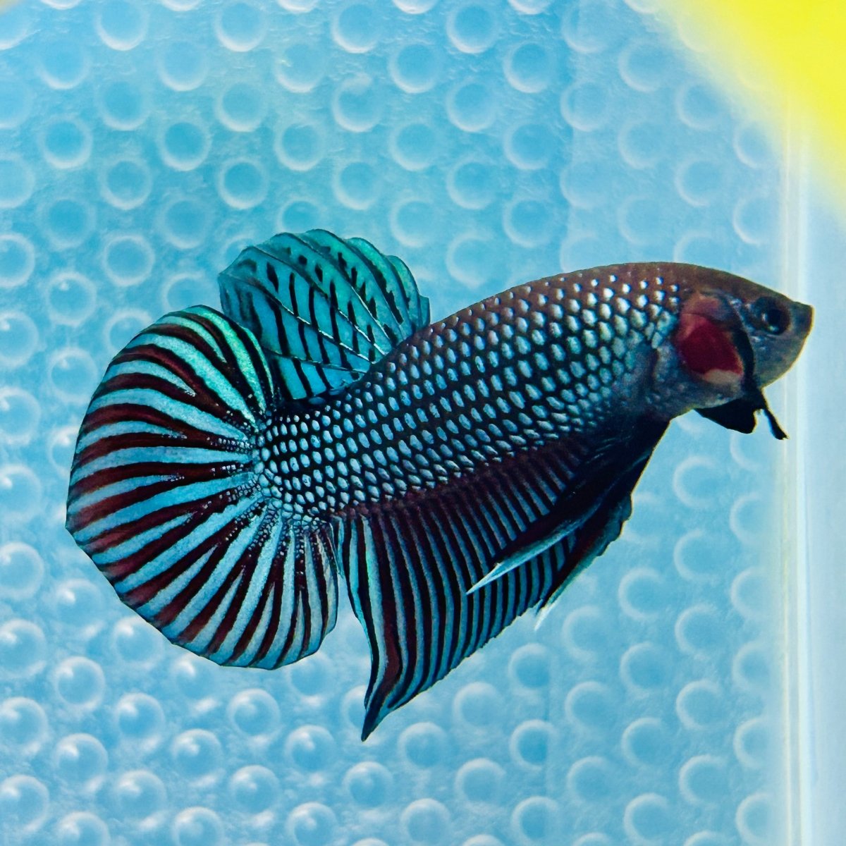 Wild Mahachai Grey Male Betta 047 Male betta