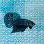 Wild Mahachai Grey Male Betta 047 Male betta