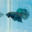 Wild Mahachai Grey Male Betta 047 Male betta