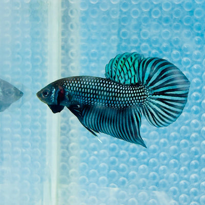 Wild Mahachai Grey Male Betta 047 Male betta