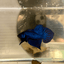 Wild Mahachai J36 Plakat - Male Betta