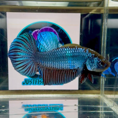 Wild Mahachai J36 Plakat - Male Betta