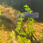Wild Mahachai Plakat - Female Betta