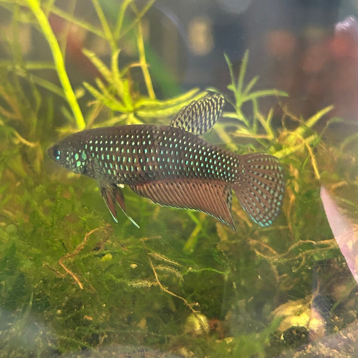 Wild Smaragdina Guitar Female Betta #G01