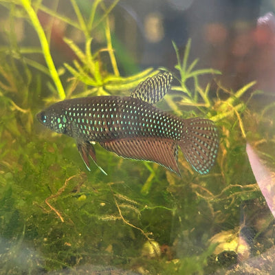 Wild Smaragdina Guitar Female Betta G01 Live Fish betta