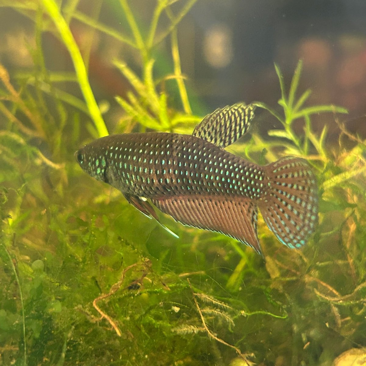 Wild Smaragdina Guitar Female Betta #G01